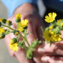 Dittrichia graveolens (Stinkwort) at Rendezvous Creek, ACT - 2 Apr 2024 by LPadg