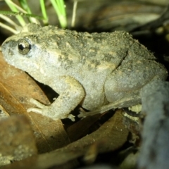 Uperoleia laevigata (Smooth Toadlet) at Charleys Forest, NSW - 3 Apr 2024 by arjay