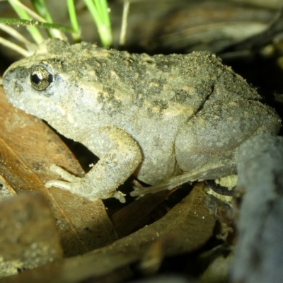 Uperoleia laevigata (Smooth Toadlet) at Mongarlowe River - 3 Apr 2024 by arjay