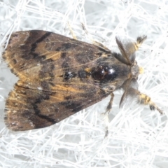 Orgyia anartoides (Painted Apple Moth) at Charleys Forest, NSW - 30 Mar 2024 by arjay