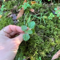 Australina pusilla subsp. muelleri (Small Shade Nettle) at Alpine Shire - 4 Apr 2024 by RangerRiley