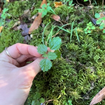 Australina pusilla subsp. muelleri (Small Shade Nettle) at Alpine Shire - 4 Apr 2024 by RangerRiley