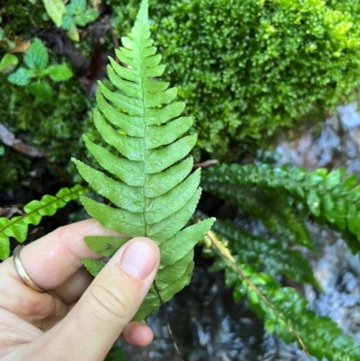 Unidentified Fern or Clubmoss at Alpine Shire - 4 Apr 2024 by RangerRiley