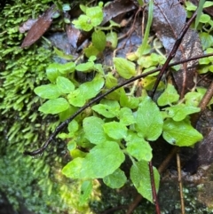 Mentha laxiflora at Harrietville, VIC - 4 Apr 2024 by RangerRiley