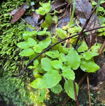 Mentha laxiflora at Harrietville, VIC - 4 Apr 2024 by RangerRiley
