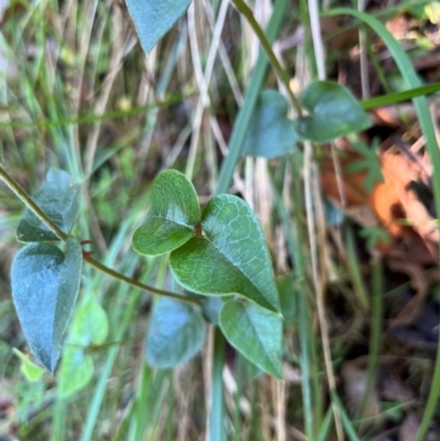 Platylobium montanum subsp. montanum (Mountain Flat Pea) at Alpine National Park - 4 Apr 2024 by RangerRiley