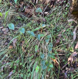 Platylobium montanum subsp. montanum at Alpine Shire - 4 Apr 2024