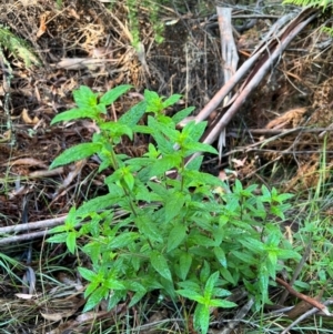 Prostanthera lasianthos at Alpine National Park - 4 Apr 2024