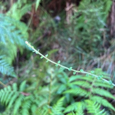 Tetratheca labillardierei at Hotham Heights, VIC - 4 Apr 2024 by RangerRiley