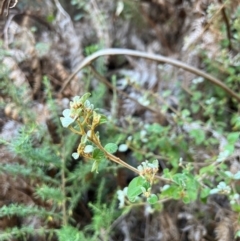 Spyridium parvifolium (Dusty Miller) at Alpine National Park - 4 Apr 2024 by RangerRiley