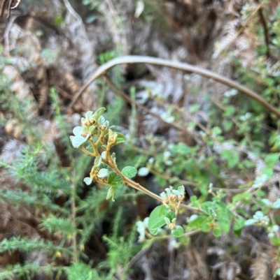 Spyridium parvifolium (Dusty Miller) at Alpine National Park - 4 Apr 2024 by RangerRiley