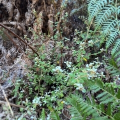 Spyridium parvifolium at Alpine Shire - 4 Apr 2024 11:54 AM