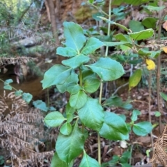 Coprosma hirtella (Currant Bush) at Alpine Shire - 4 Apr 2024 by RangerRiley