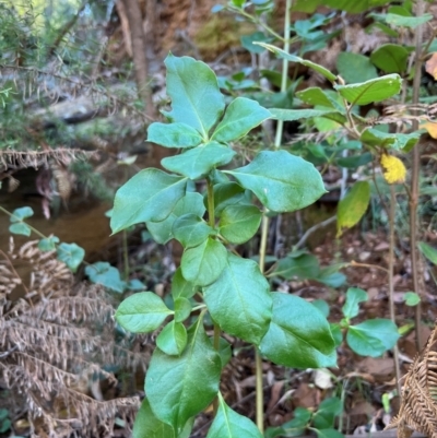 Coprosma hirtella (Currant Bush) at Alpine National Park - 4 Apr 2024 by RangerRiley