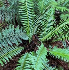 Blechnum nudum (Fishbone Water Fern) at Alpine National Park - 4 Apr 2024 by RangerRiley