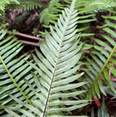 Blechnum nudum at Alpine National Park - 4 Apr 2024