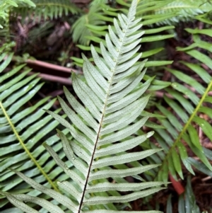 Blechnum nudum at Alpine National Park - 4 Apr 2024 10:39 AM