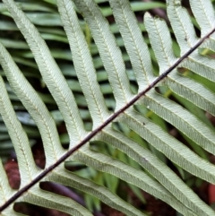 Blechnum nudum at Alpine National Park - 4 Apr 2024 10:39 AM