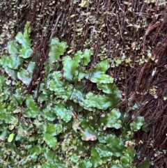 Marchantia sp. (genus) at Harrietville, VIC - 4 Apr 2024 by RangerRiley