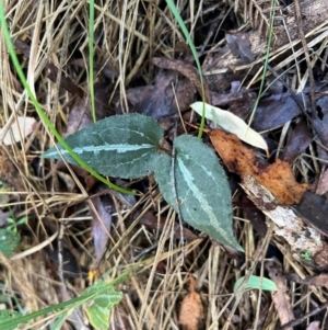 Clematis aristata at Alpine Shire - 4 Apr 2024