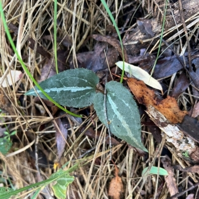 Clematis aristata (Mountain Clematis) at Alpine Shire - 4 Apr 2024 by RangerRiley