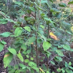 Pomaderris aspera (Hazel Pomaderris) at Alpine Shire - 4 Apr 2024 by RangerRiley