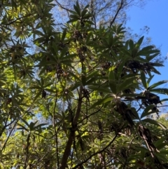 Bedfordia arborescens (Blanket Bush) at Harrietville, VIC - 4 Apr 2024 by RangerRiley