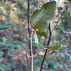 Correa lawrenceana var. lawrenceana at Harrietville, VIC - 3 Apr 2024 by RangerRiley