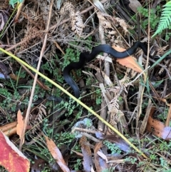 Austrelaps ramsayi (Highlands Copperhead) at Alpine Shire - 4 Apr 2024 by RangerRiley