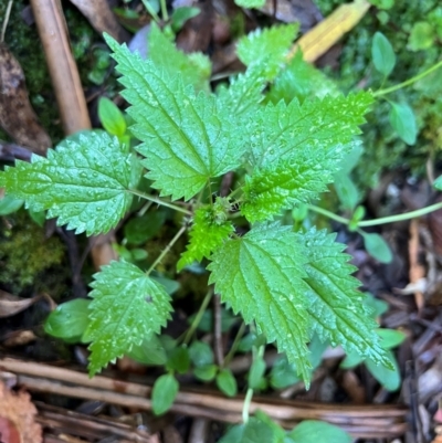 Urtica incisa (Stinging Nettle) at Alpine Shire - 4 Apr 2024 by RangerRiley