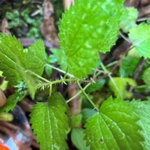 Urtica incisa at Alpine National Park - 4 Apr 2024