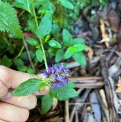 Prunella vulgaris (Self-heal, Heal All) at Alpine Shire - 3 Apr 2024 by RangerRiley