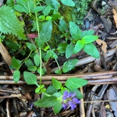 Prunella vulgaris at Alpine Shire - 4 Apr 2024