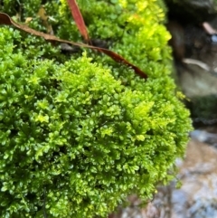 Bryaceae (family) at Alpine National Park - 4 Apr 2024 by RangerRiley