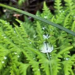 Histiopteris incisa (Bat's-Wing Fern) at Corang, NSW - 5 Nov 2023 by RangerRiley