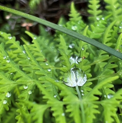 Histiopteris incisa (Bat's-Wing Fern) at QPRC LGA - 5 Nov 2023 by RangerRiley