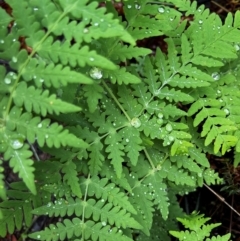 Histiopteris incisa at QPRC LGA - 5 Nov 2023