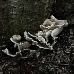 Omphalotus nidiformis at Namadgi National Park - 28 Dec 2023