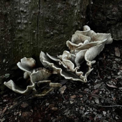 Omphalotus nidiformis (Ghost Fungus) at Kambah, ACT - 28 Dec 2023 by RangerRiley
