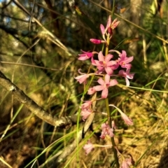 Dipodium roseum (Rosy Hyacinth Orchid) at Namadgi National Park - 28 Dec 2023 by RangerRiley
