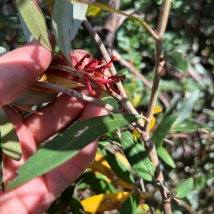 Grevillea victoriae at Mount Buffalo National Park - 18 Mar 2024