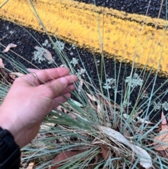 Eragrostis curvula (African Lovegrass) at Alpine Shire - 24 Mar 2024 by RangerRiley