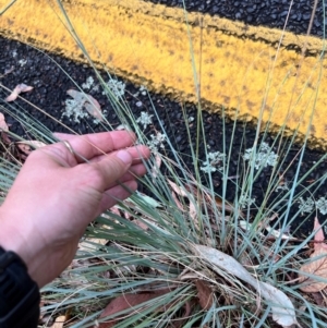 Eragrostis curvula at Mount Buffalo National Park - 24 Mar 2024 01:55 PM