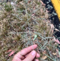 Eragrostis curvula at Mount Buffalo National Park - 24 Mar 2024