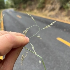 Eragrostis curvula at Mount Buffalo National Park - 24 Mar 2024