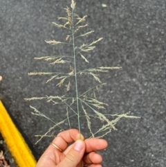 Eragrostis curvula at Mount Buffalo National Park - 24 Mar 2024 01:55 PM