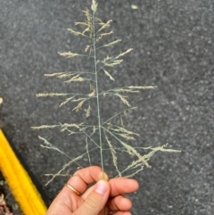 Eragrostis curvula at Mount Buffalo National Park - 24 Mar 2024
