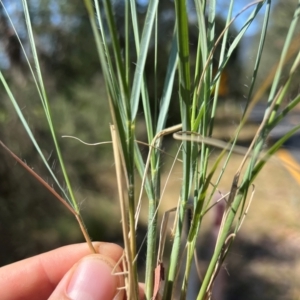 Eragrostis curvula at Mount Buffalo National Park - 24 Mar 2024