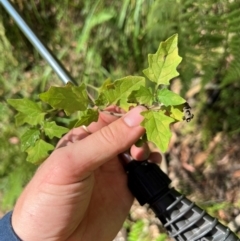Unverified Plant at Alpine Shire - 22 Mar 2024 by RangerRiley