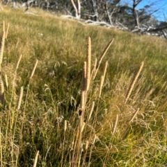 Phleum pratense (Timothy Grass) at Alpine National Park - 27 Mar 2024 by RangerRiley